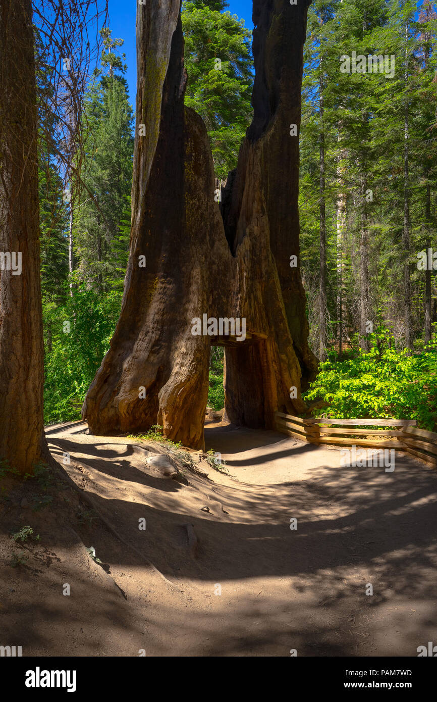 The Tunnel Tree, a Dead old Sequoia tree trunk with a walk through hole cut into it - Tuolumne Grove Trail, Yosemite National Park Stock Photo