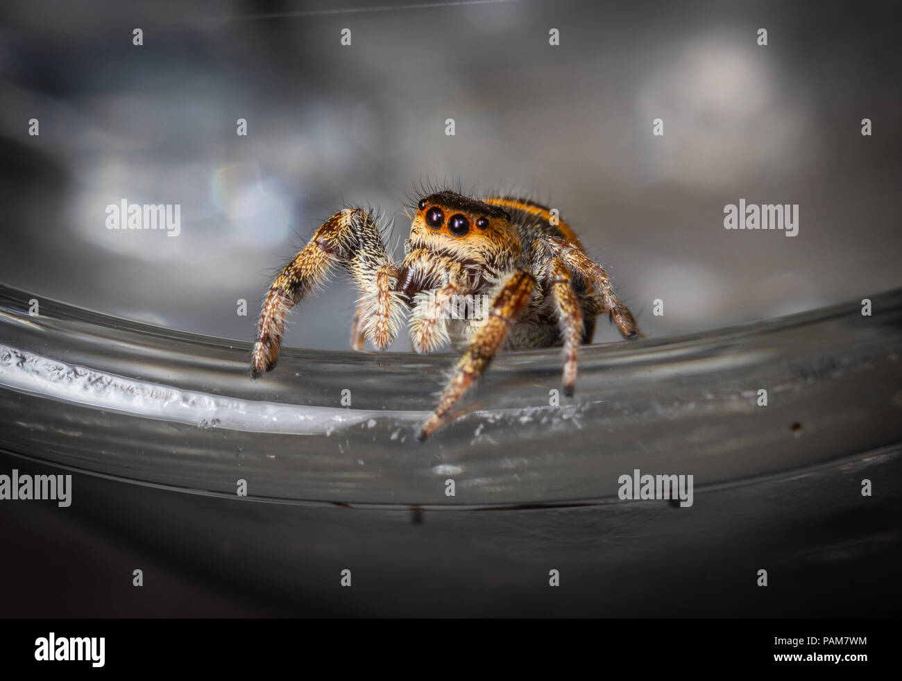 A jumping spider walks along the rim of a glass. Stock Photo