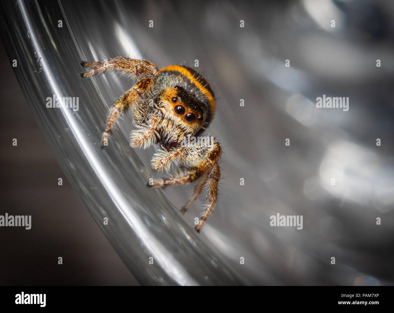 A jumping spider walks along the rim of a glass. Stock Photo