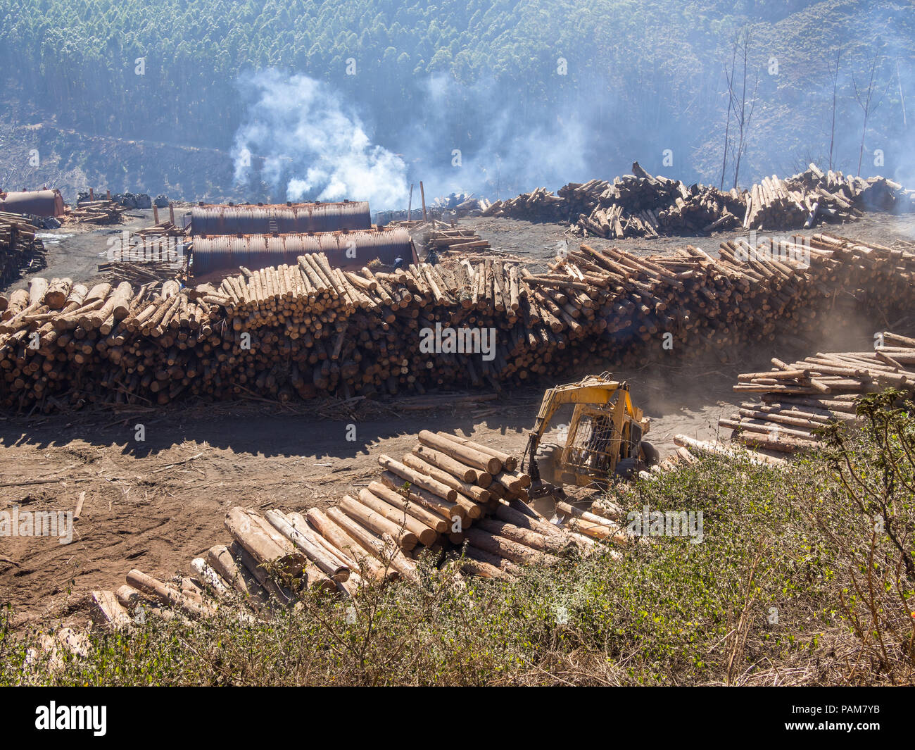 Tree logging in rural Swaziland with heavy machinery, stacked timber and forest in background, Africa. Stock Photo