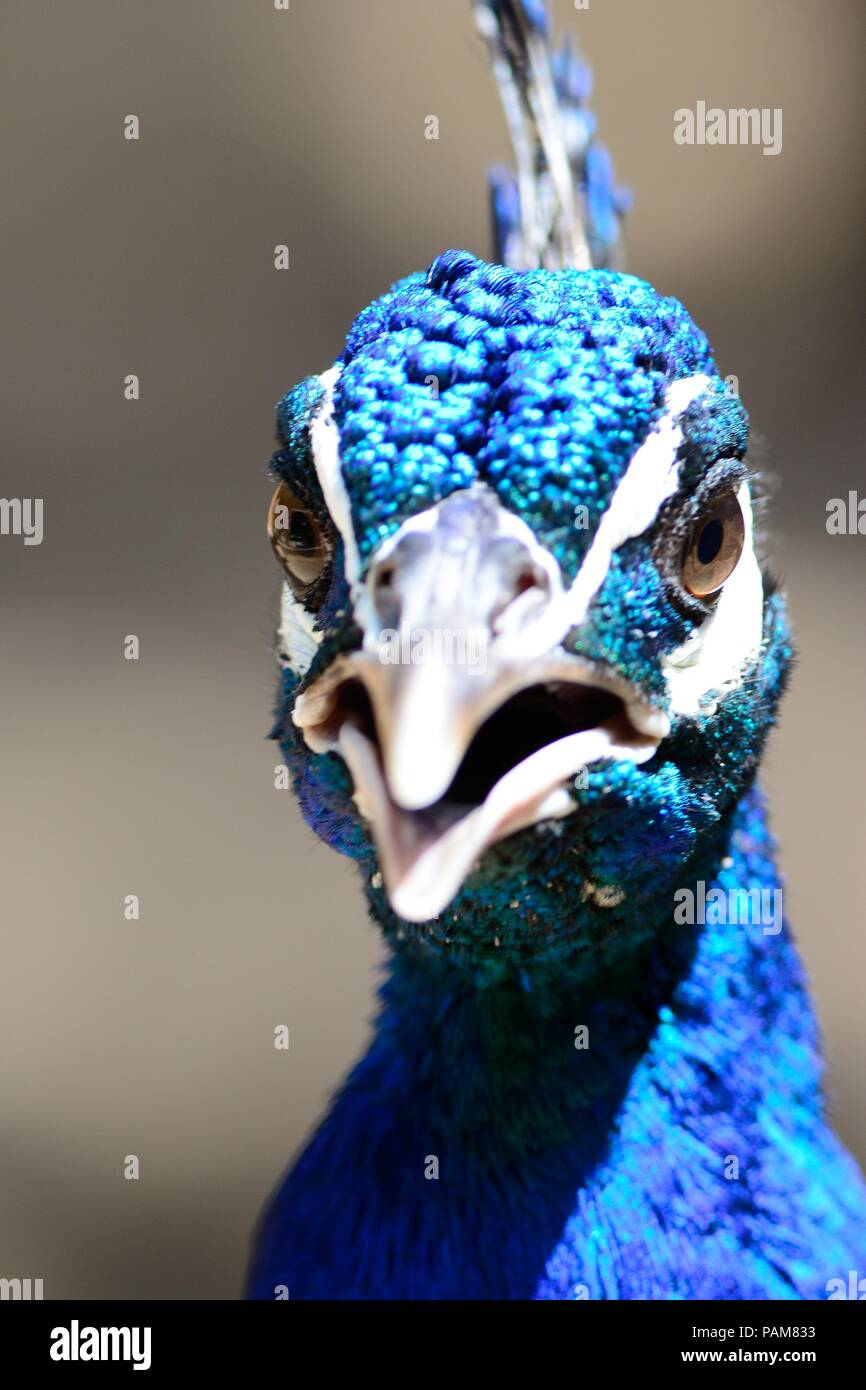 Close uphead shot of a peacock Stock Photo