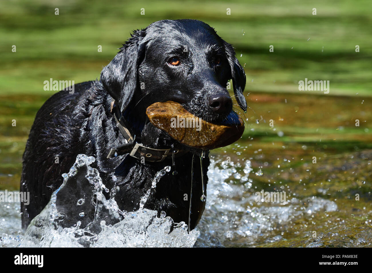 Portrait of a black Labrador with a stone in it's mouth playing in the ...