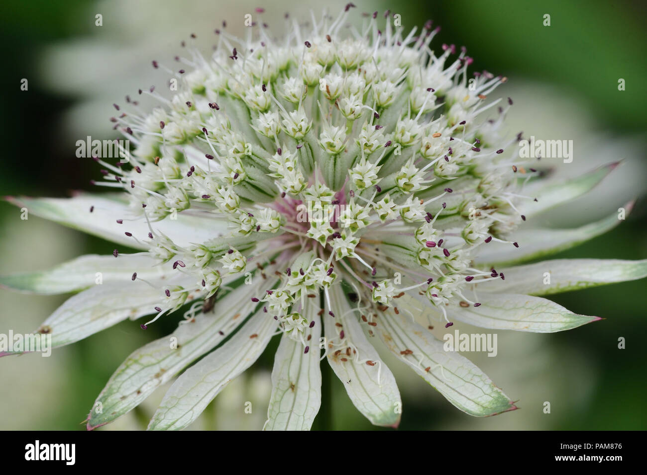 Macro shot of an astrantia flower in bloom Stock Photo