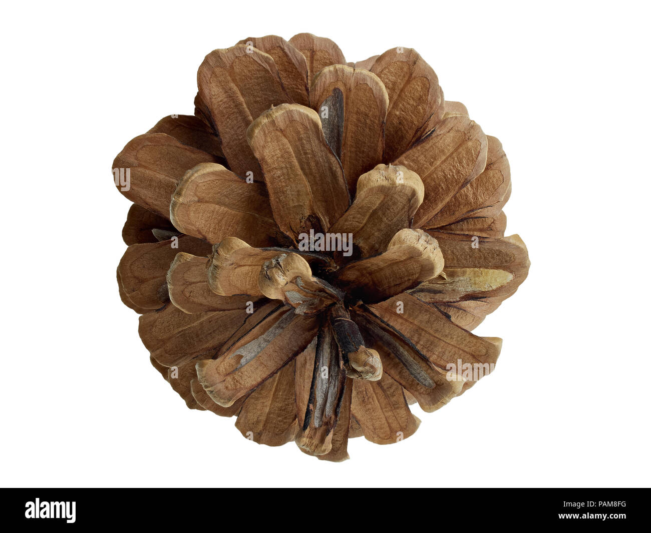 Pine cone isolated on white background Stock Photo - Alamy
