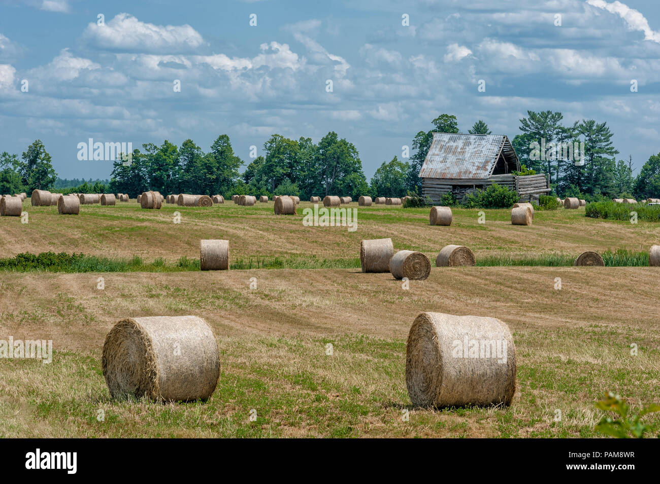 Round Hay Bales on field Stock Photo