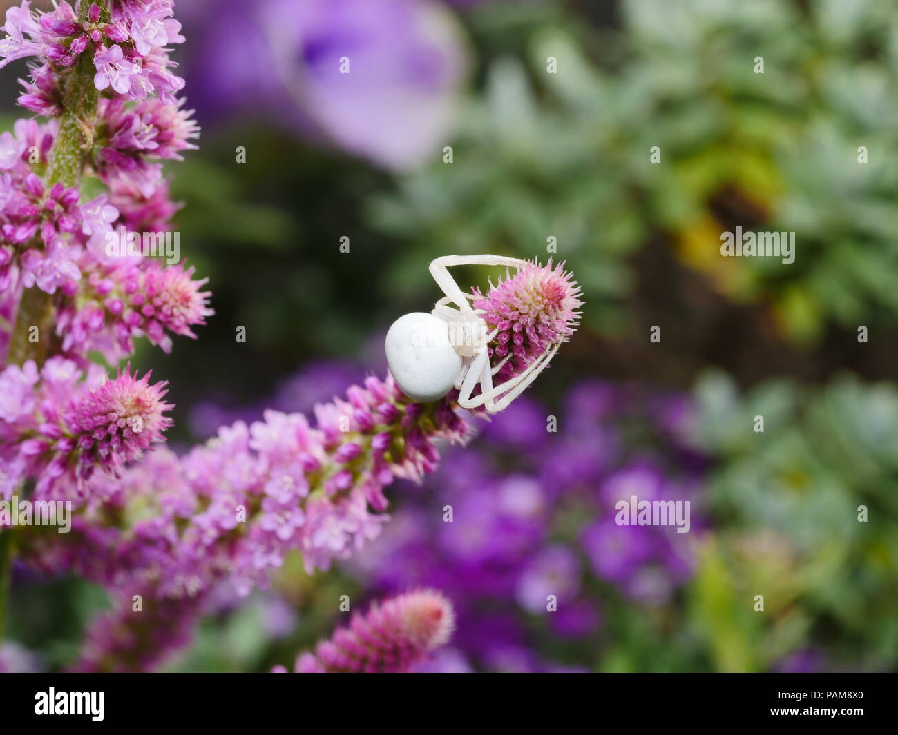 Misumena vatia,  arachnid, White Spider female lurking on pink flower Stock Photo