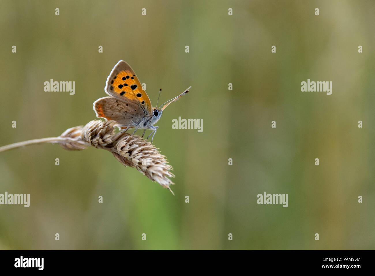 Large Copper butterfly (Lycaena dispar) resting on a dried wild grass seed head in summer Hertford, Hertfordshire, UK Stock Photo