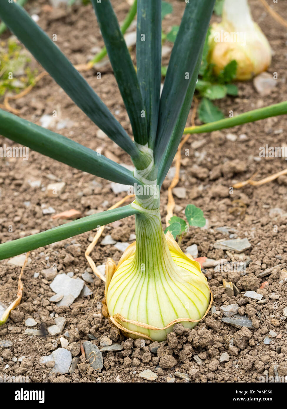Round white bulb of the maincrop onion, Allium cepa 'Sturon' Stock Photo