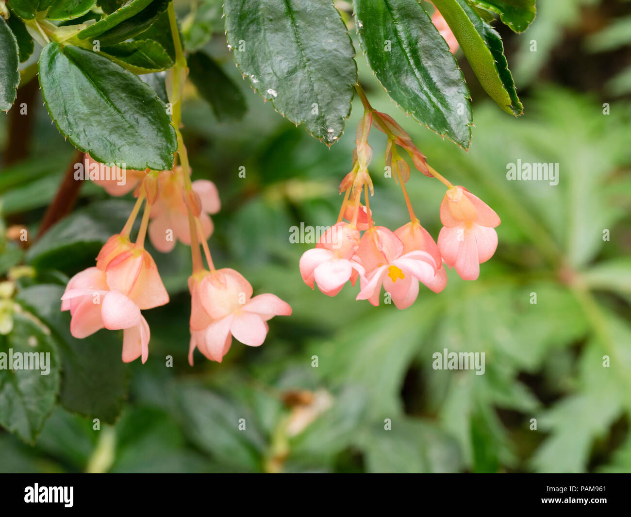 Pink flowered form of the tender shrubby evergreen, Begonia fuchsiodes, a good summer patio plant Stock Photo