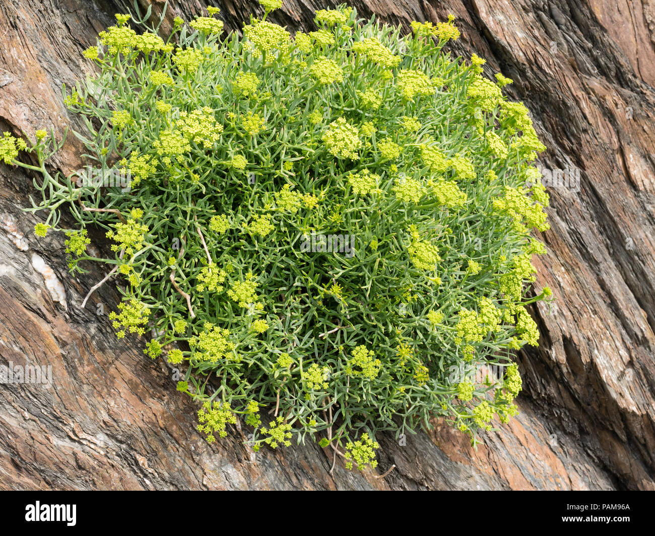 UK perennial wild flower, Rock samphire, Crithmum maritimum, growing on a sea cliff at Ilfracombe, Devon Stock Photo