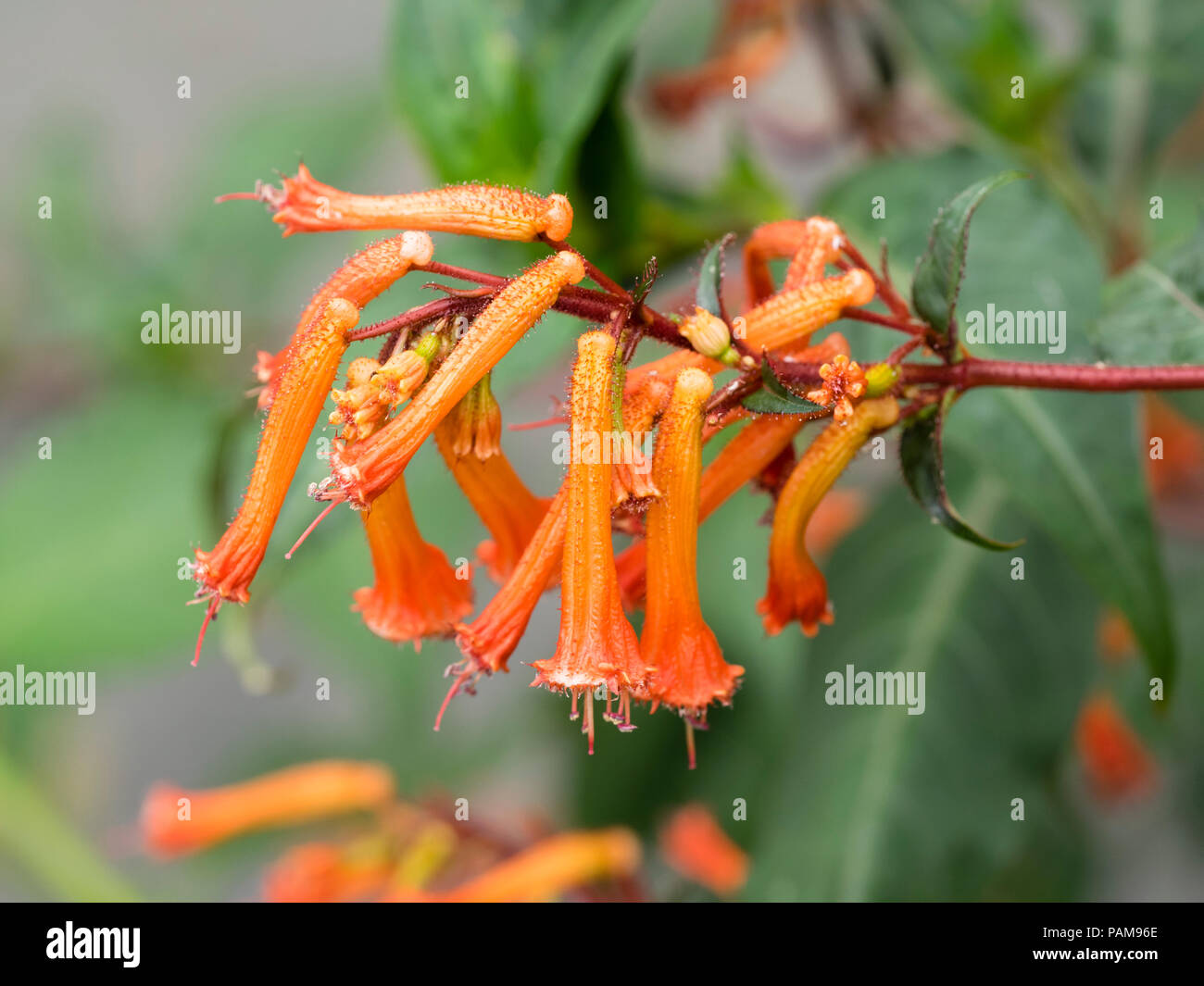 Tubular orange floowers of the half hardy to tender evergreen shrub, Cuphea ignea 'David Verity' Stock Photo