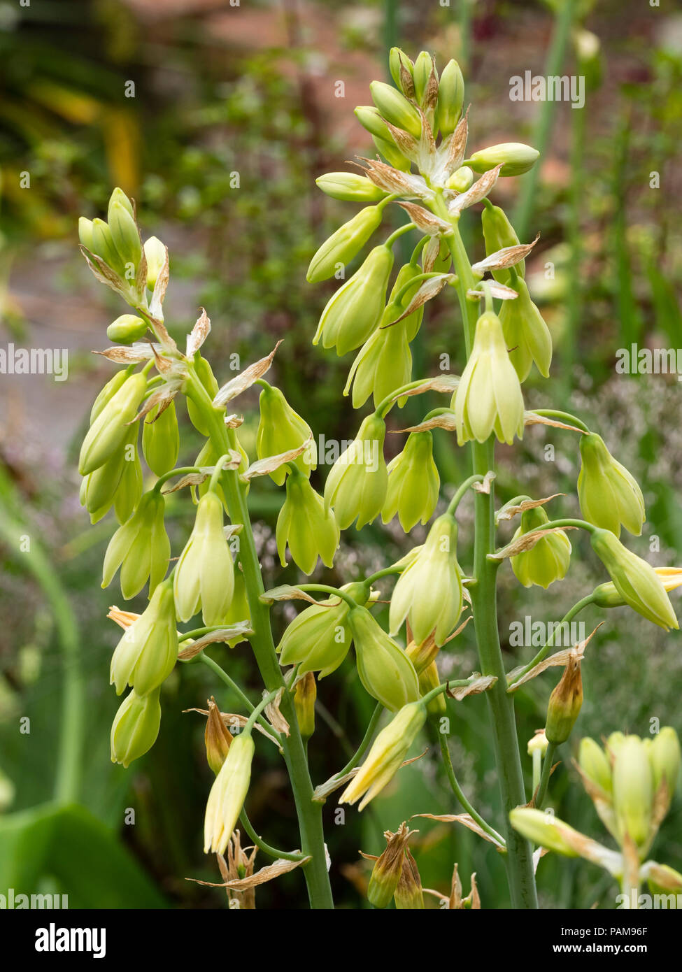 Pendant bell like green flowers of the summer hyacinth, Galtonia princeps Stock Photo