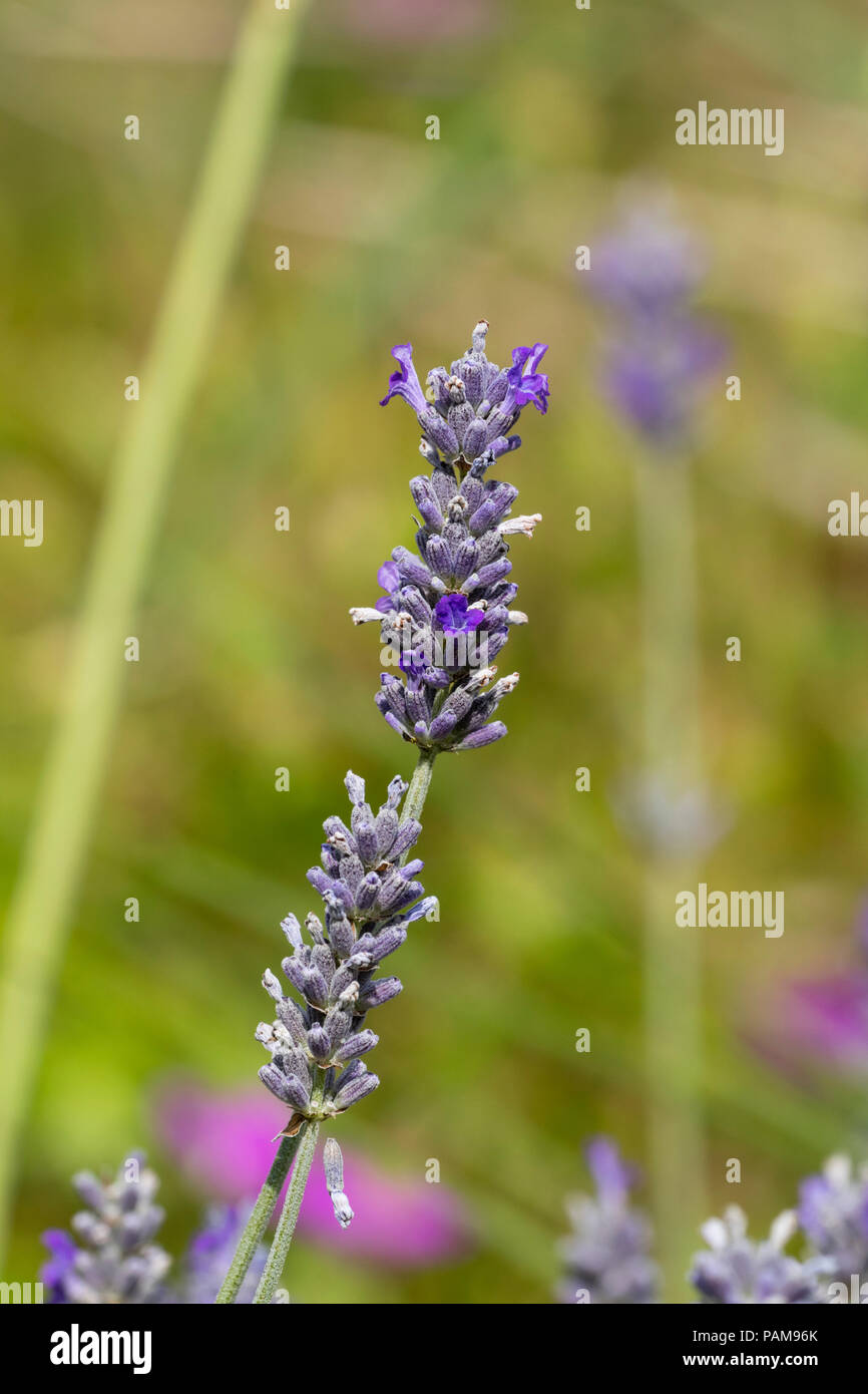 Midsummer flower spikes of the fragrant woolly lavender, Lavandula lanata Stock Photo