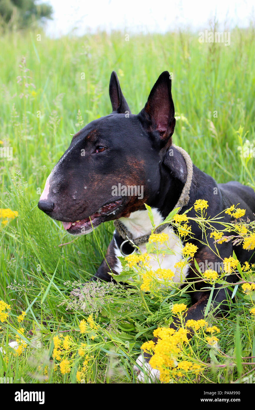Our pets - beautiful black English Bull Terrier male on a meadow Stock Photo