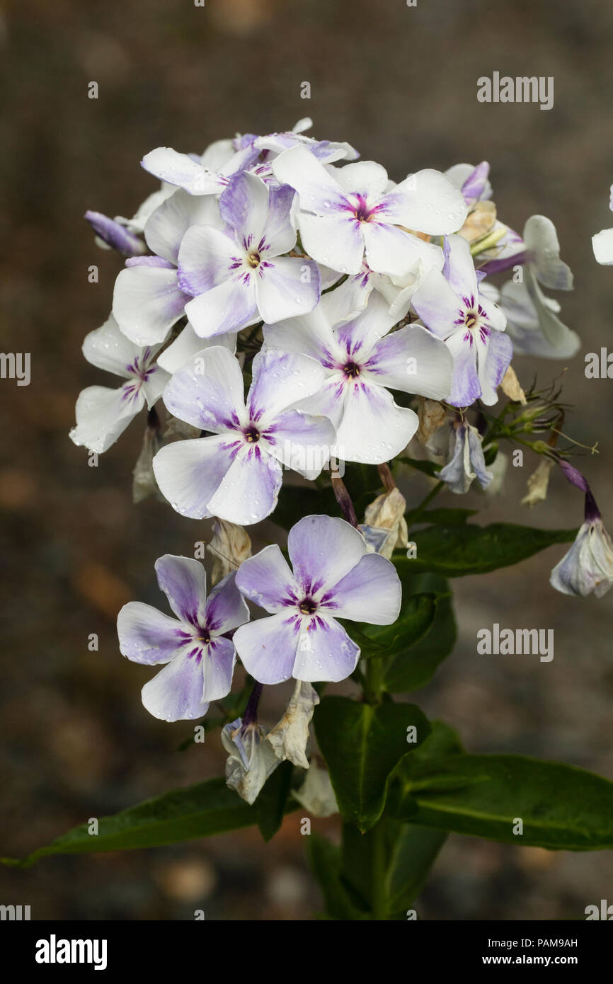 Pale flowers of the summer blooming, compact, slightly fragrant perennial, Phlox paniculata Flame 'Violet' Stock Photo