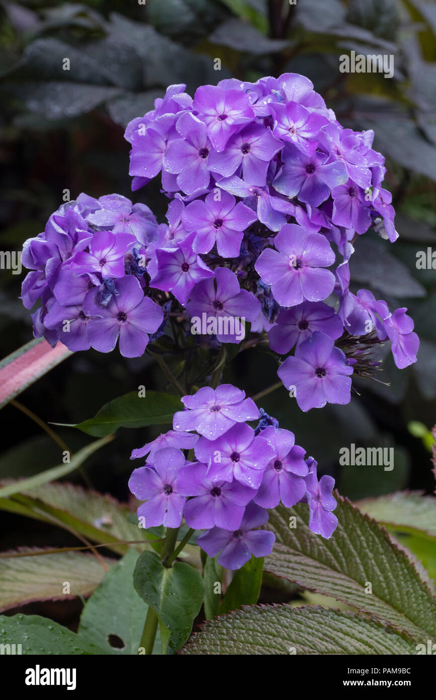 Violet flowers of the summer blooming, compact,slightly fragrant perennial, Phlox paniculata Flame 'Violet' Stock Photo