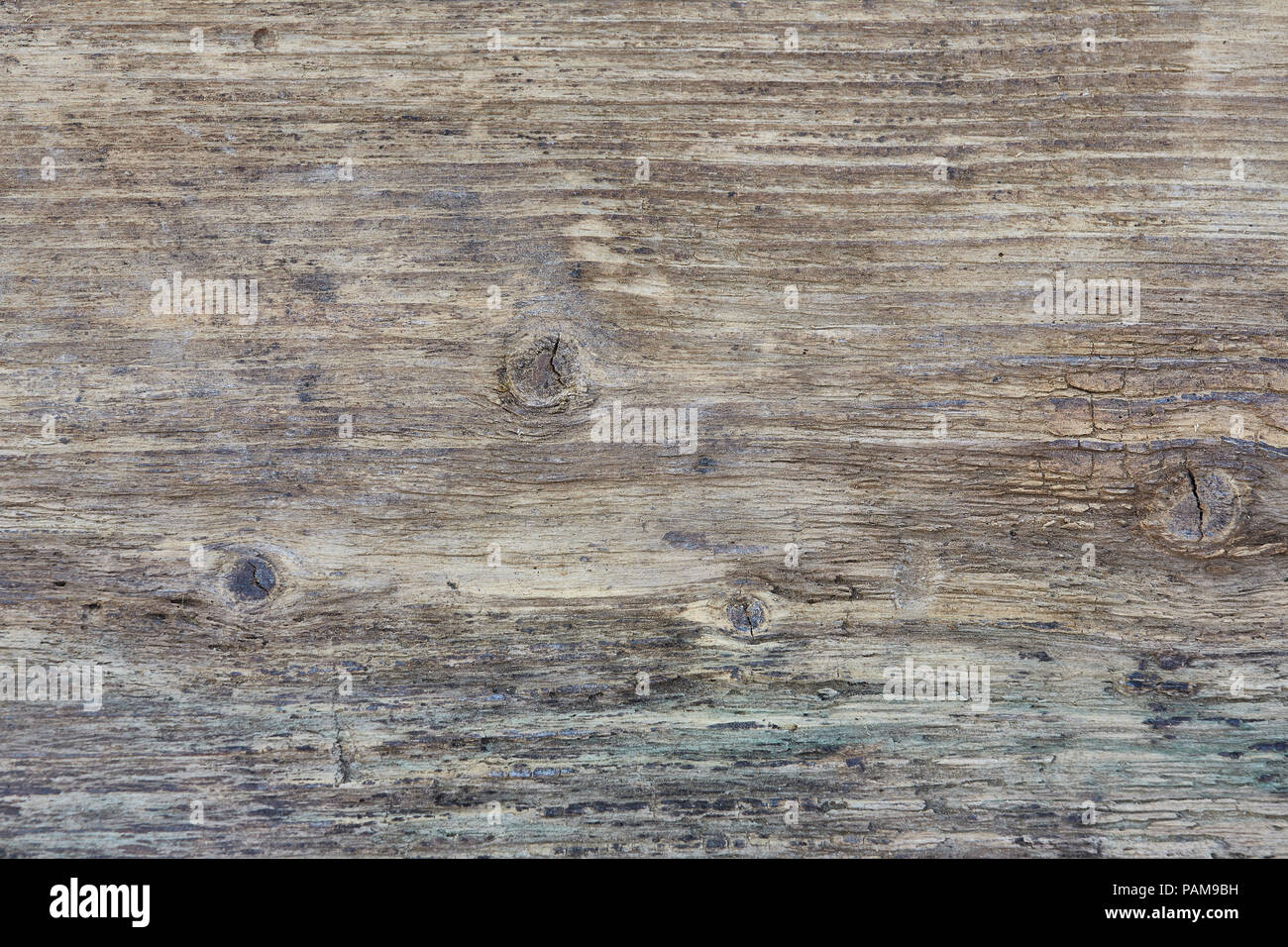 A full frame close up of a piece of old pine that has knots and wood worm with the grain running horizontally Stock Photo