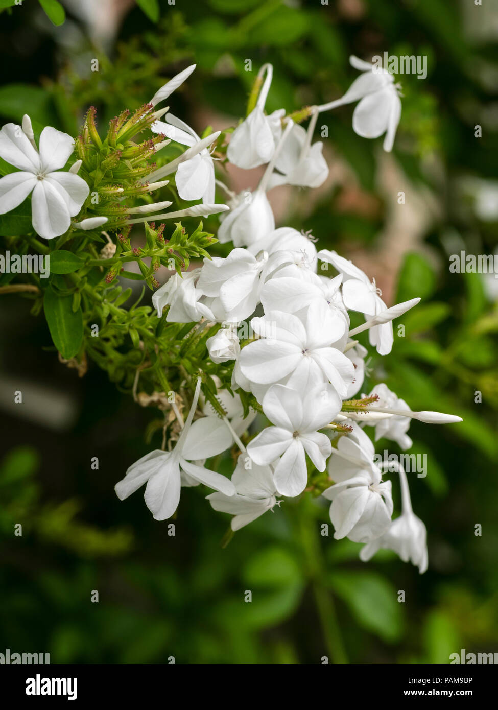 White flowers in summer clusters of the tender scrambling wall shrub, Plumbago capensis f. alba Stock Photo