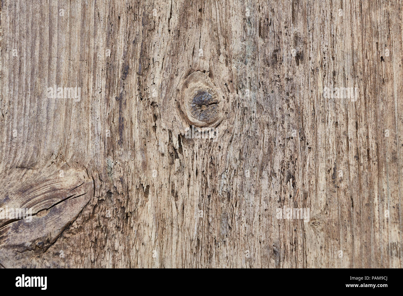 A full frame close up of a piece of old pine that has knots and wood worm with the grain running vertically Stock Photo