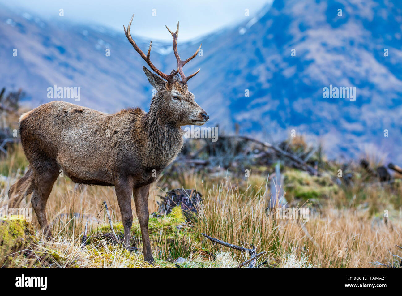 Red deer in Glen Etive, Argyll, Highlands, Scotland, United Kingdom, Europe. Stock Photo