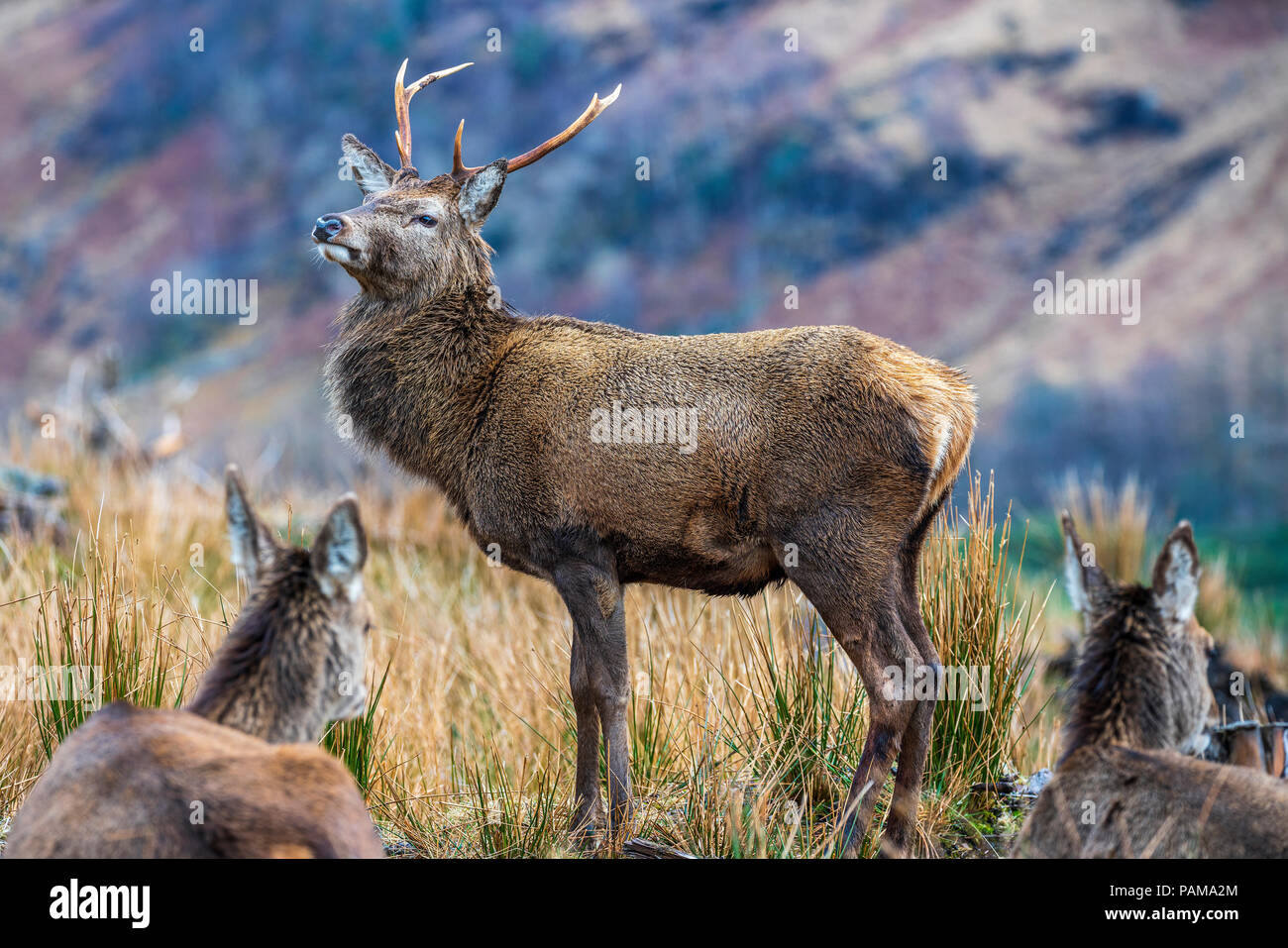 Red deer in Glen Etive, Argyll, Highlands, Scotland, United Kingdom, Europe. Stock Photo