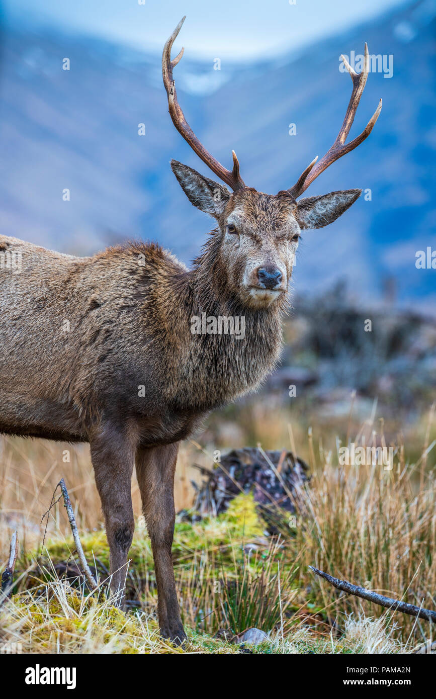 Red deer in Glen Etive, Argyll, Highlands, Scotland, United Kingdom, Europe. Stock Photo