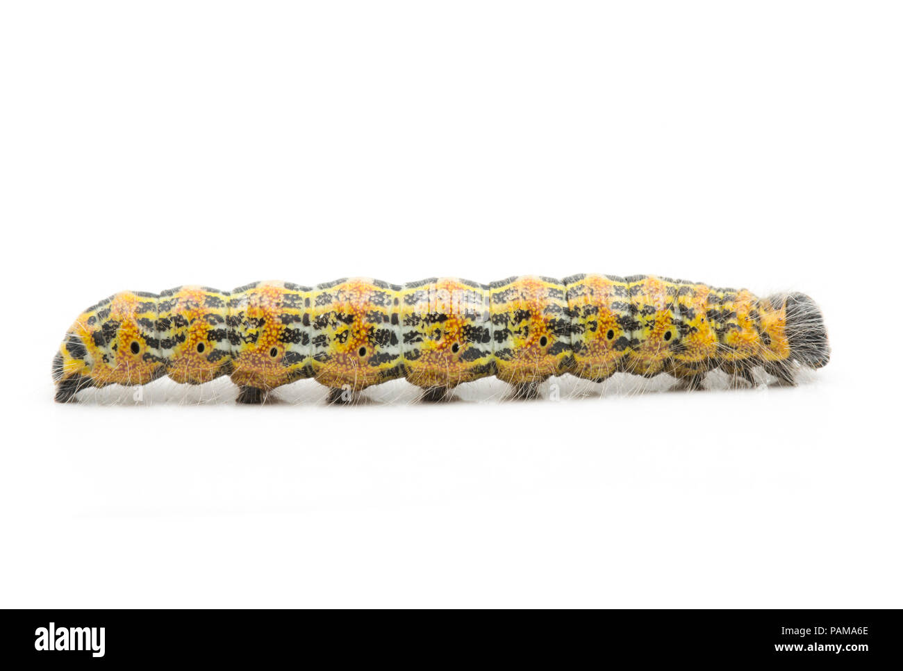 A Buff-Tip moth caterpillar, Phalera bucephala, found  on sallows near a supermarket in North Dorset UK. In large numbers they can defoliate trees. Stock Photo