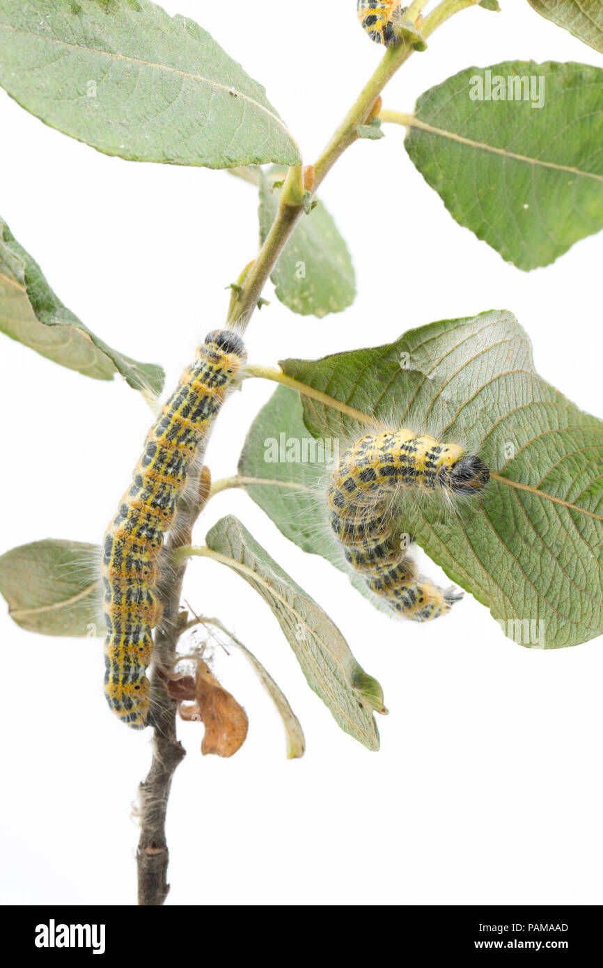 A Buff-Tip moth caterpillar found feeding on sallows on a grassy verge near  a supermarket in North Dorset. In large numbers they can defoliate trees  Stock Photo - Alamy