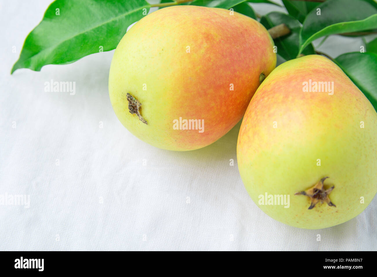 Beautiful Autumnal Background. Ripe Organic Pears of Pastel Colors Yellow Red Green Tree Branch on White Linen Cotton. Minimalist Japanese Provence St Stock Photo