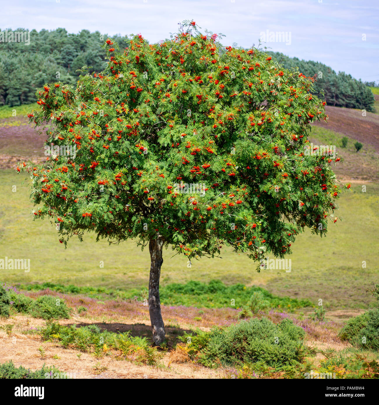 Rowan, or Mountain Ash, tree (rowan, Sorbus aucuparia) with red berries in the New Forest, Hampshire, countryside in July Stock Photo