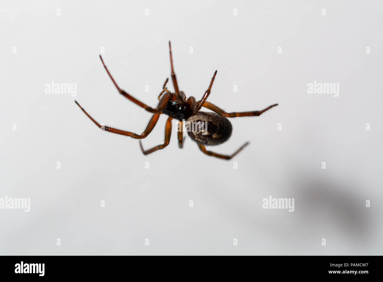 spider atacking a vesp close up against white Stock Photo - Alamy