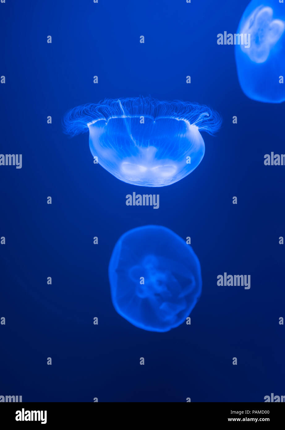 blue jellyfish with blue water sea background Stock Photo - Alamy