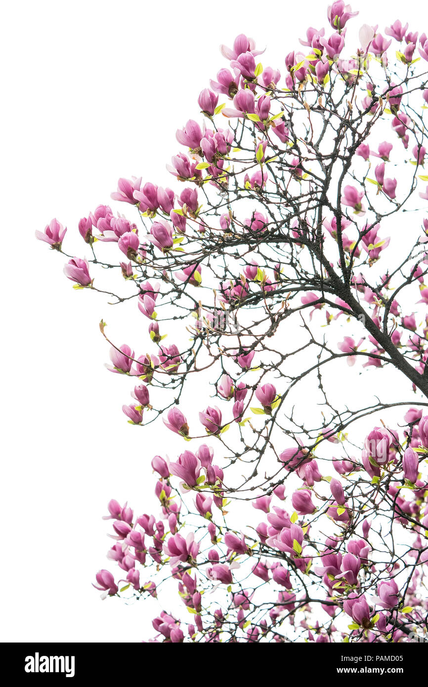 Pink magnolia flowers isolated on white background Stock Photo - Alamy