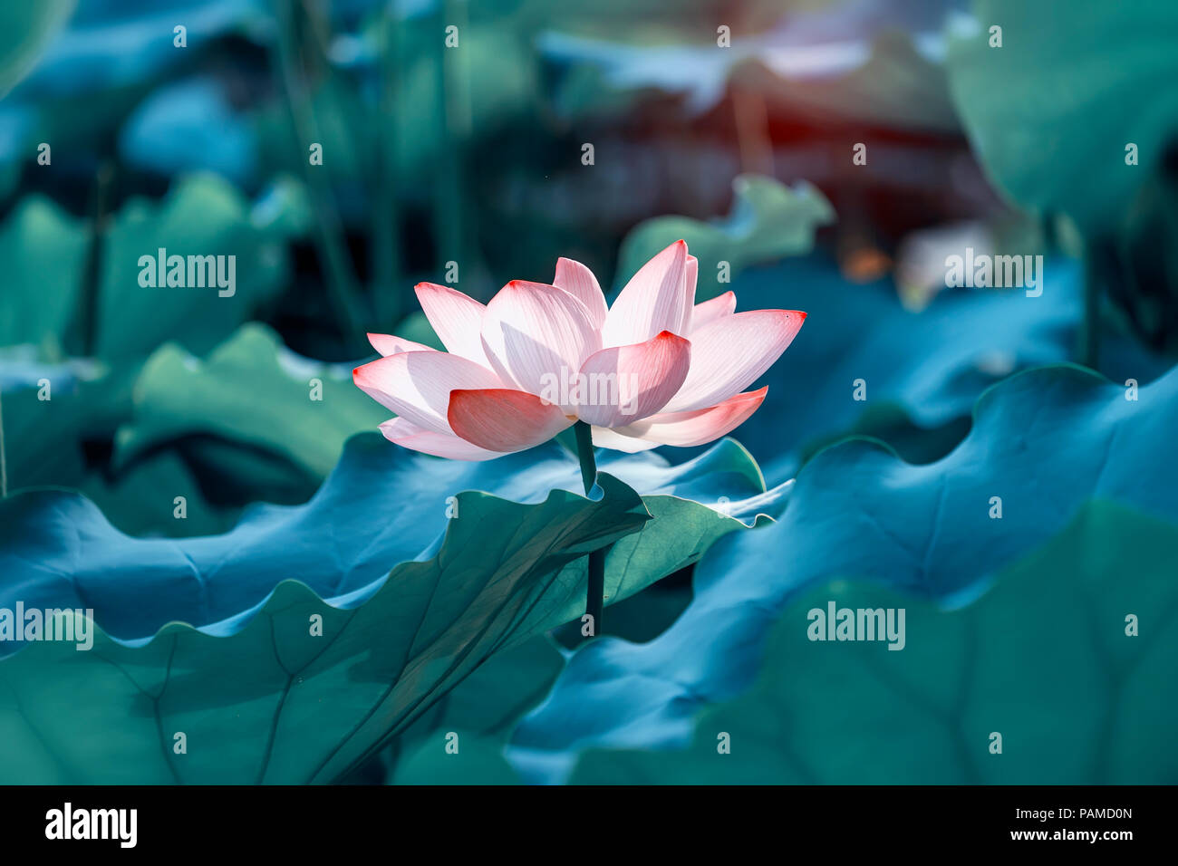 blooming lotus flower Stock Photo Alamy