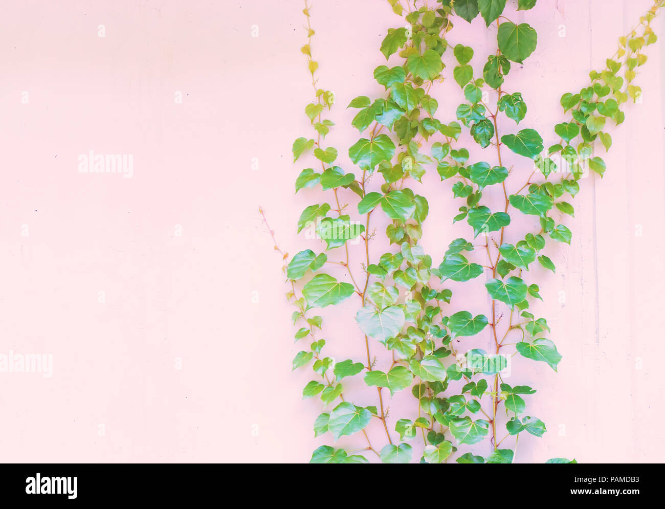 ivy leaves isolated on a white background Stock Photo - Alamy