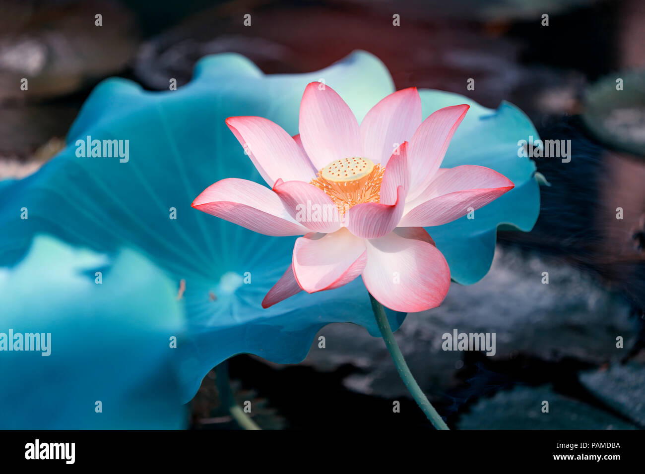 Lotus flower and Lotus flower plants Stock Photo Alamy