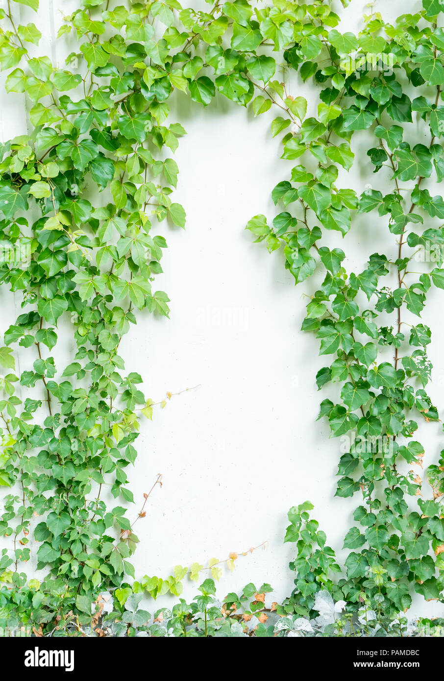 ivy leaves isolated on a white background Stock Photo - Alamy