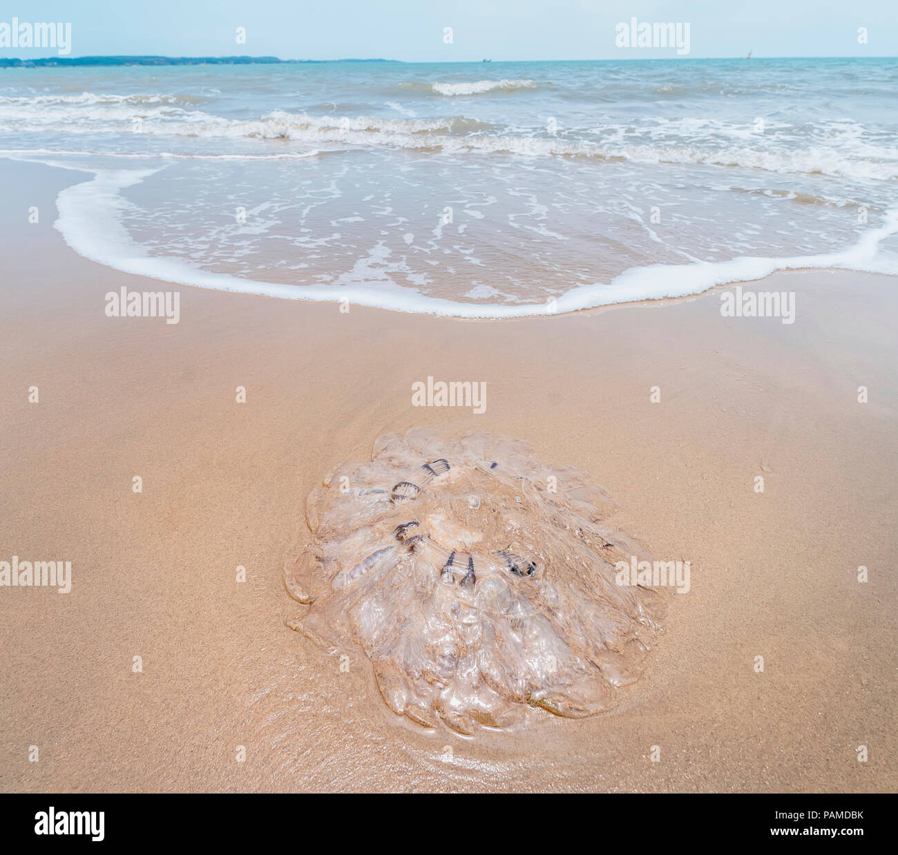jellyfish in shallow water of the sea Stock Photo Alamy