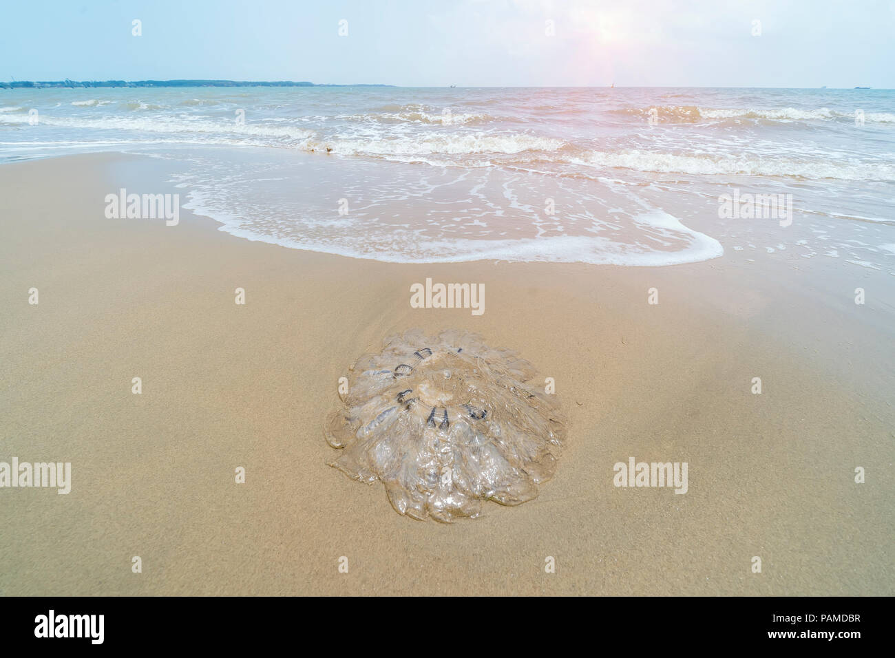 jellyfish in shallow water of the sea Stock Photo Alamy