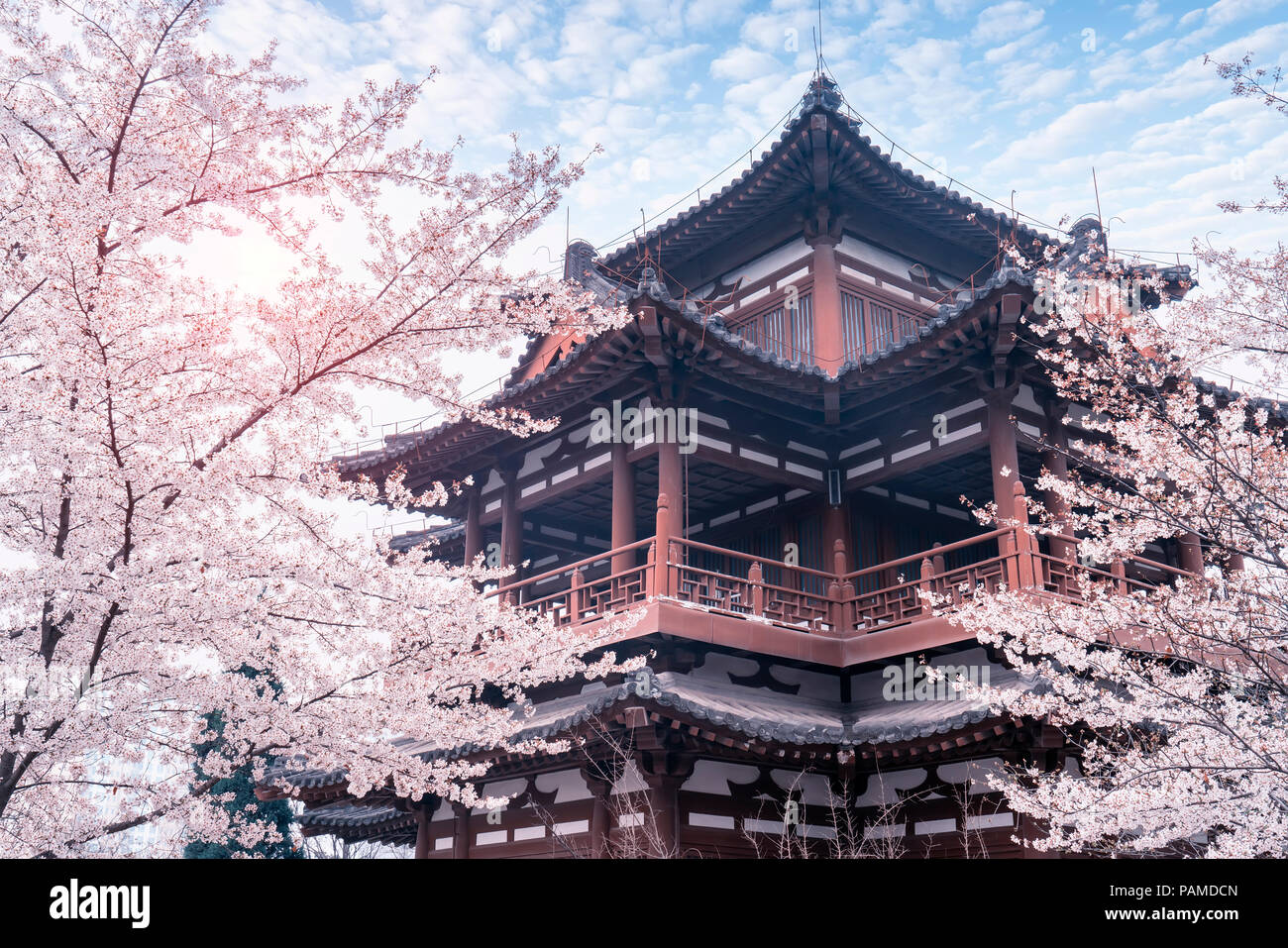 Cherry blossom chinese online