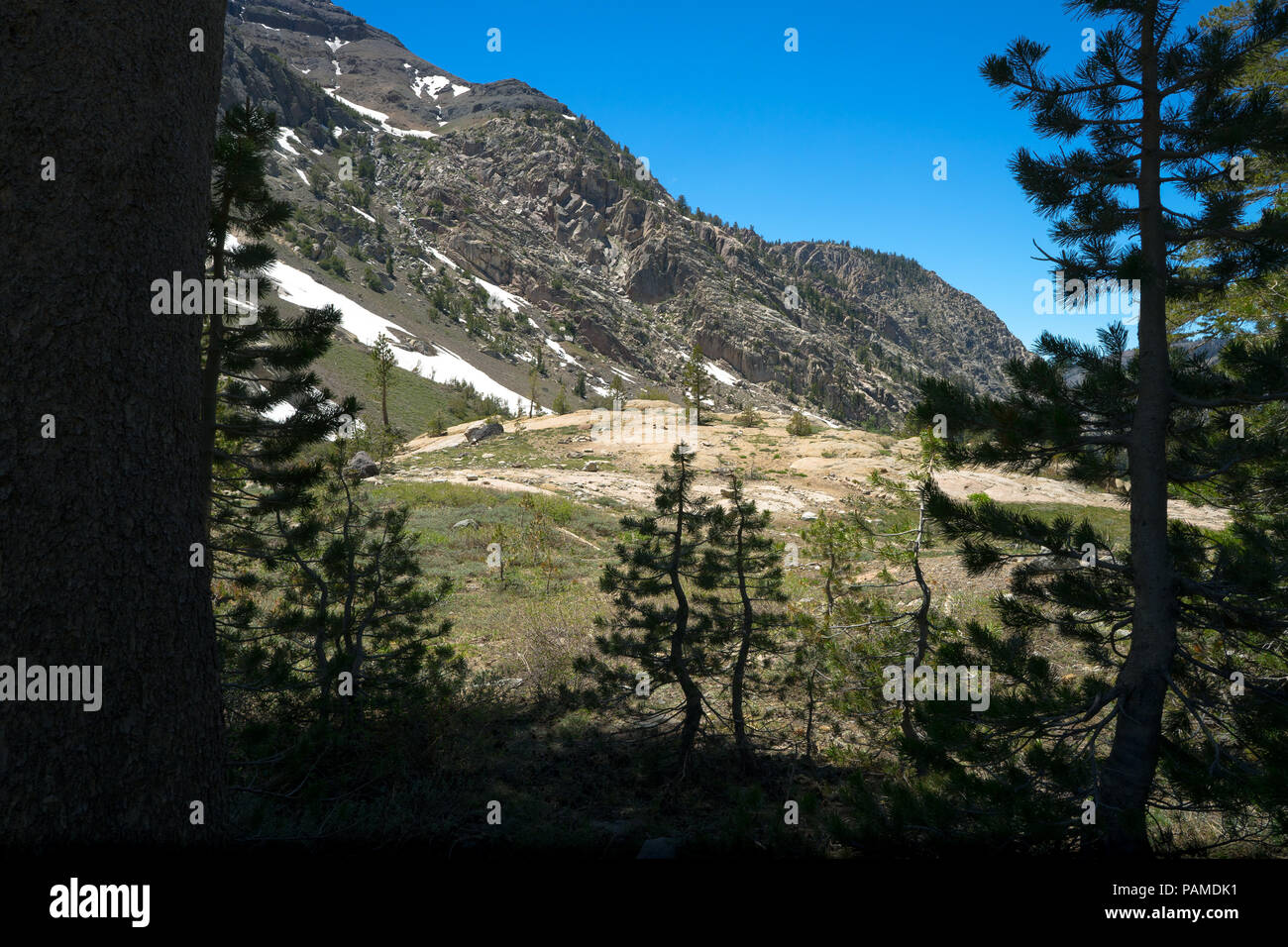 Pine trees forest mountain hi-res stock photography and images - Alamy