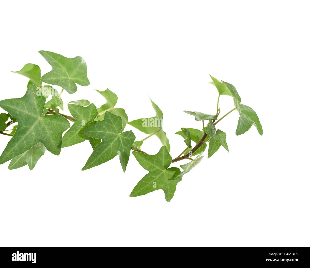 ivy leaves isolated on a white background Stock Photo - Alamy