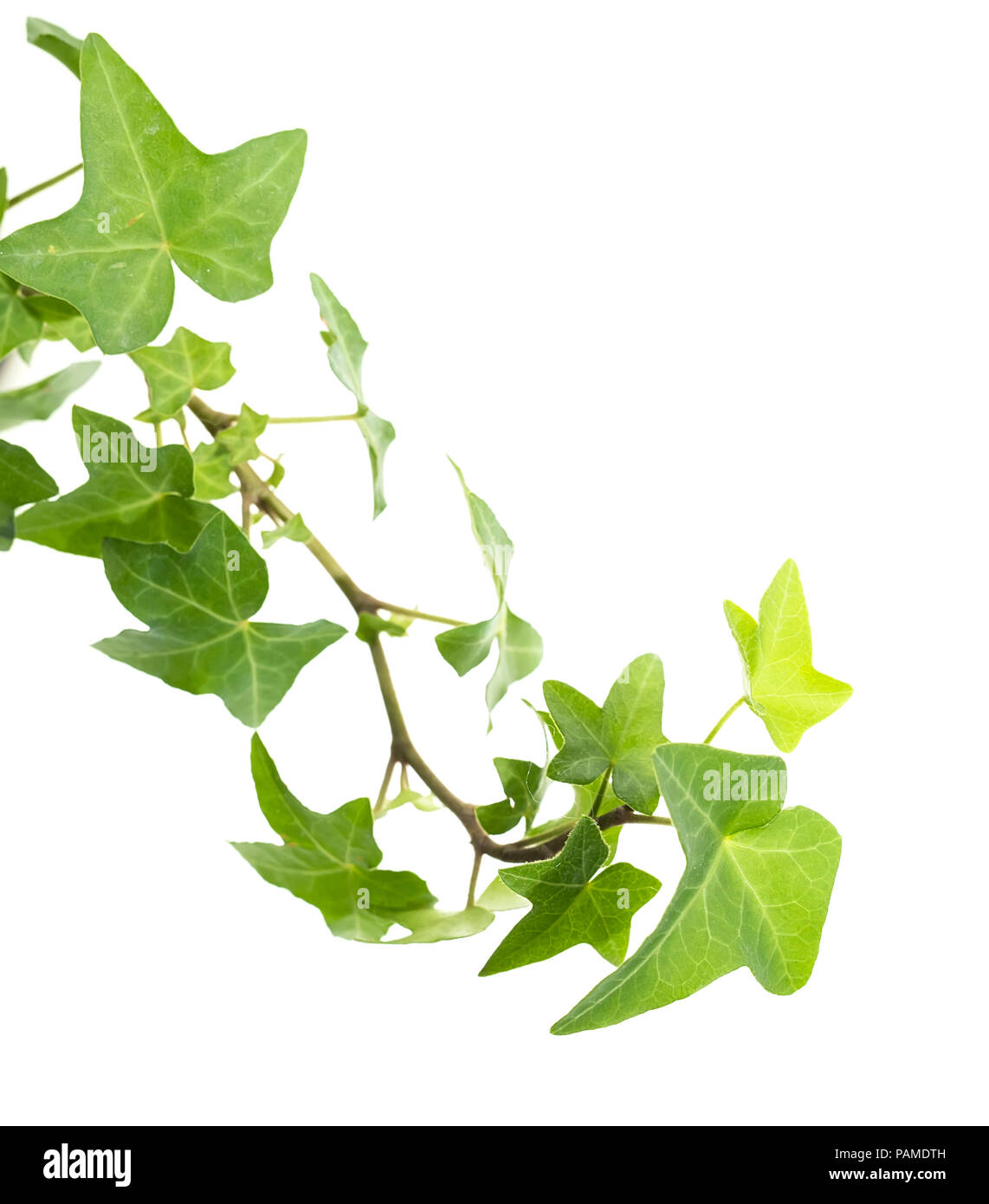 ivy leaves isolated on a white background Stock Photo