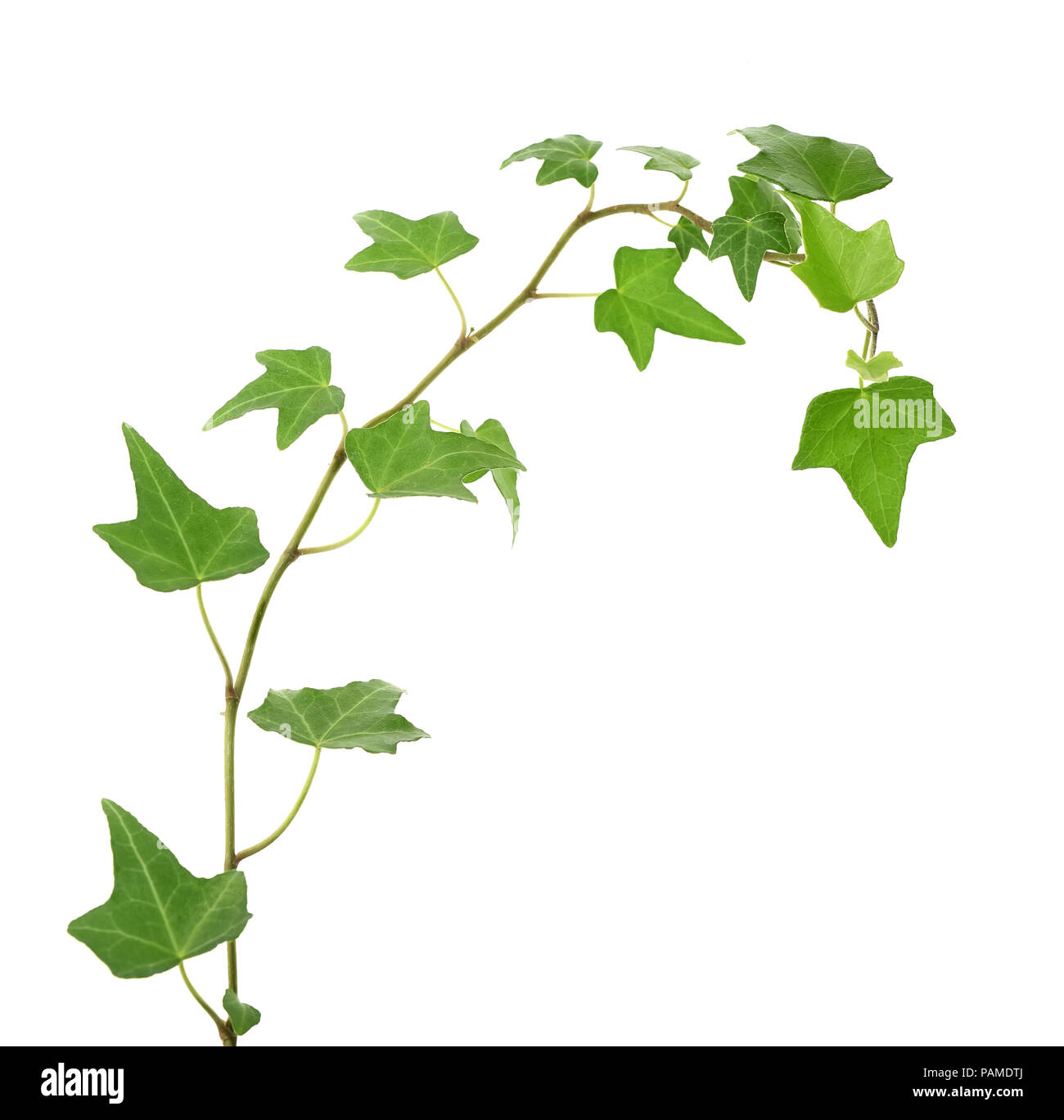 ivy leaves isolated on a white background Stock Photo - Alamy