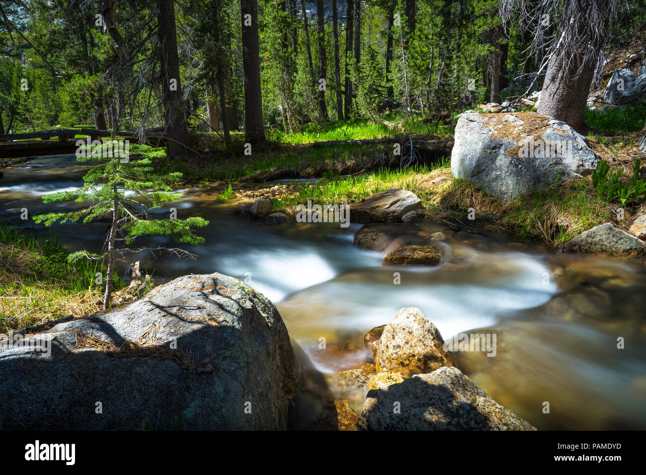 Creek in the forest hi-res stock photography and images - Alamy