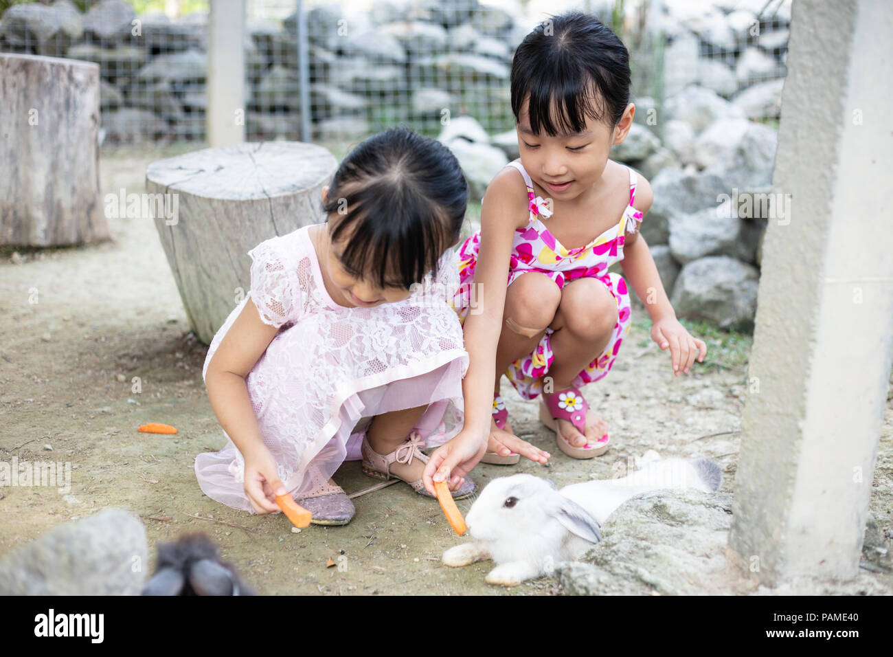 Asian Little Chinese Sisters Feeding a Rabbit with Carrot in the ...