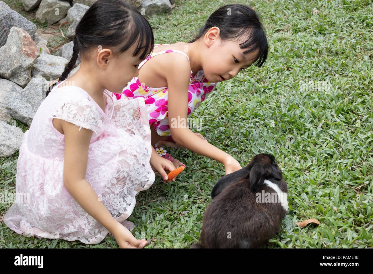 Asian Little Chinese Sisters Feeding a Rabbit with Carrot in the ...