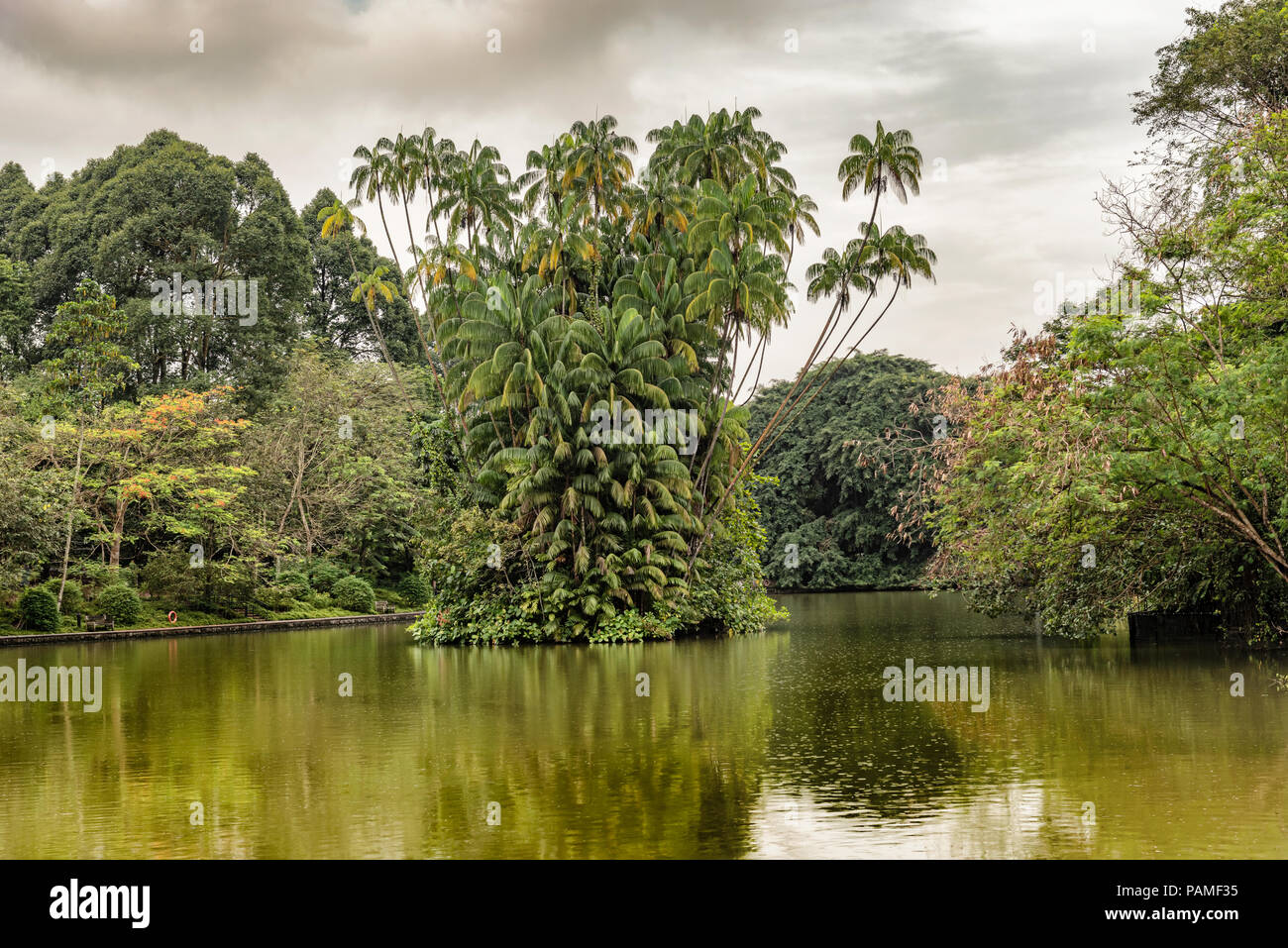 Landscape view at Palm tress island on Swan Lake in Singapore Botanical Gardens. Stock Photo