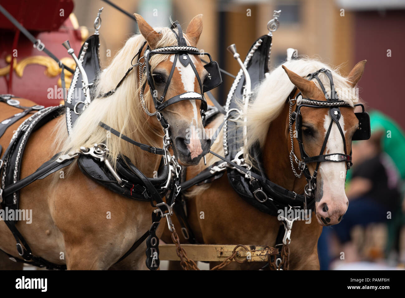 Peru, Indiana, USA July 21, 2018 Two horses pulling a Circus wagon at