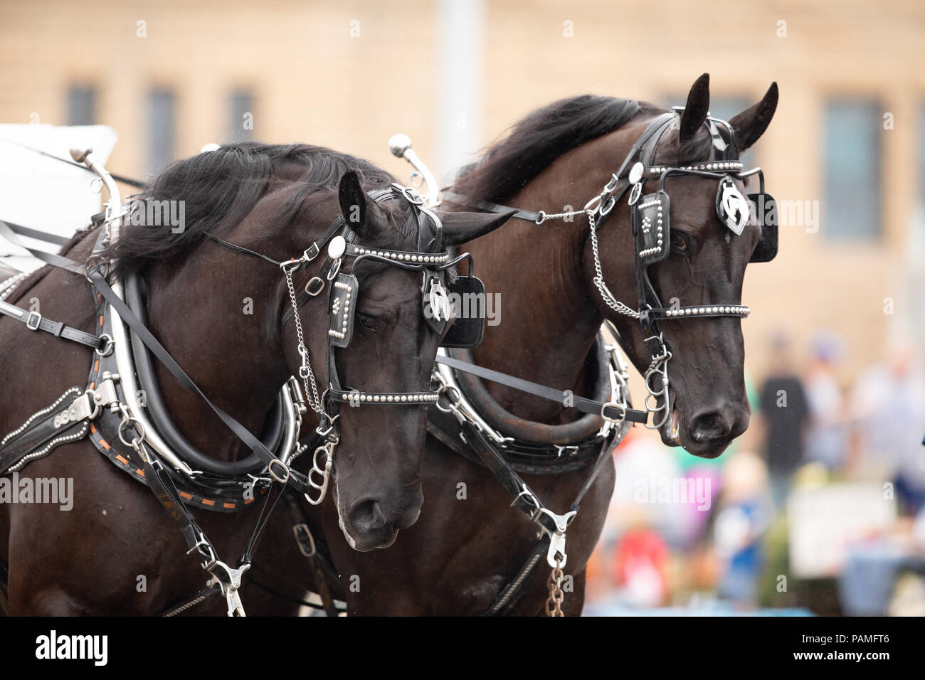 Peru, Indiana, USA July 21, 2018 Two horses pulling a Circus wagon at